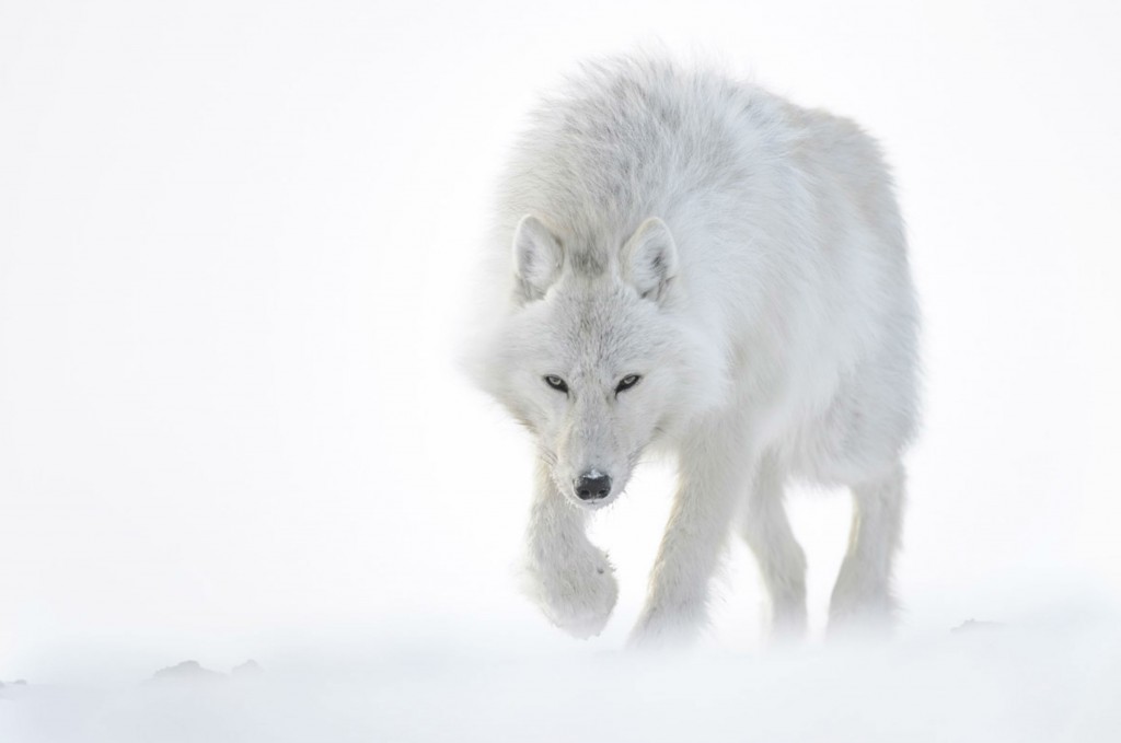 Loup_VincentMunier